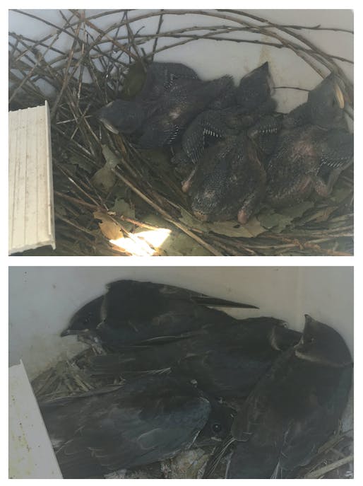Blog Post Mannington Flies High With Purple Martin Eco Project Image  Detail 