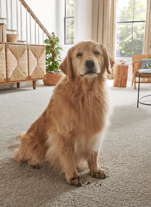 FP013-FP014-921-Spill-Pets-Capri-Naples