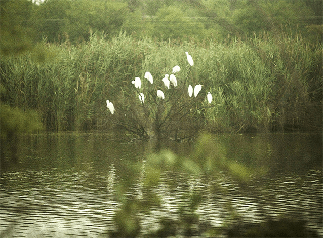 SustainabilityWhiteBirds