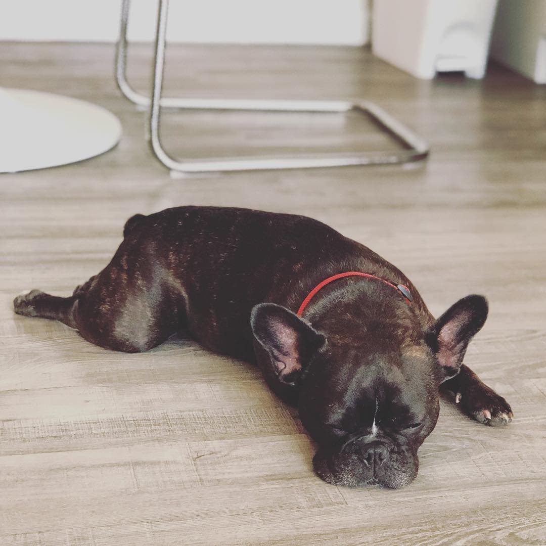 Blog Post Best-Flooring-for-People-with-Pets Image