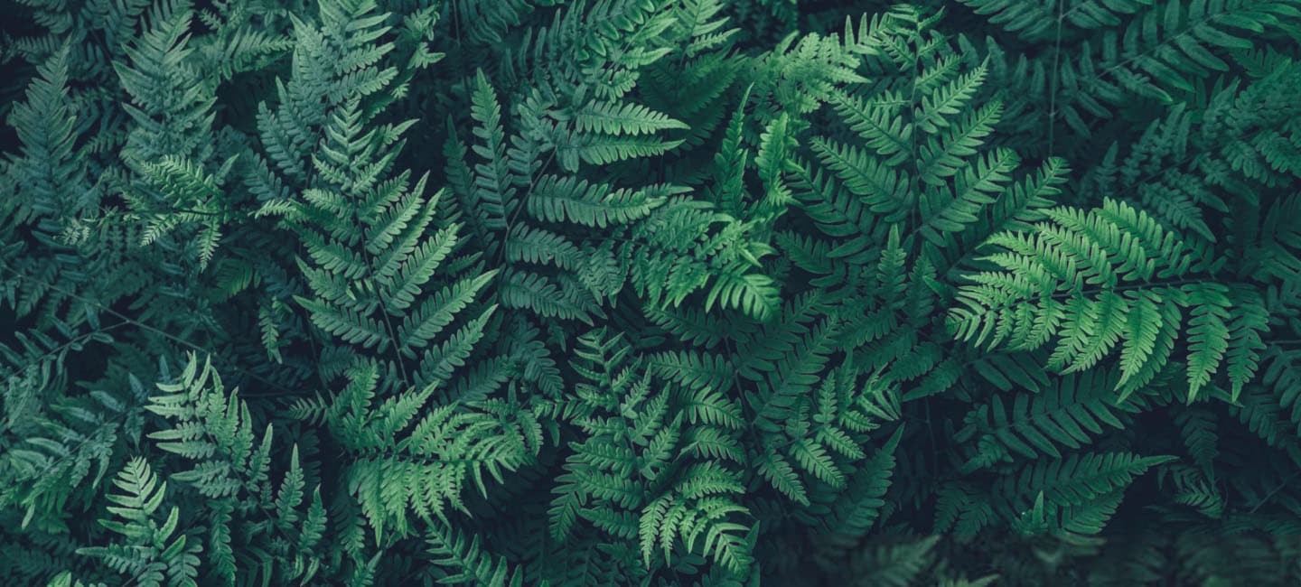 Dense Ferns