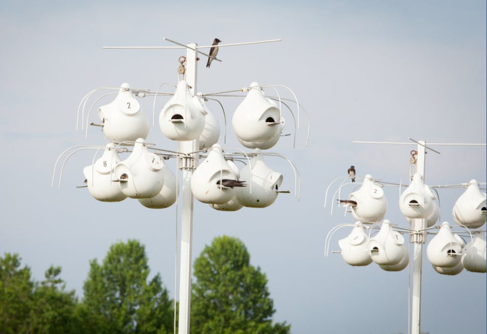 Blog Post Mannington Flies High With Purple Martin Eco Project Image  Detail 