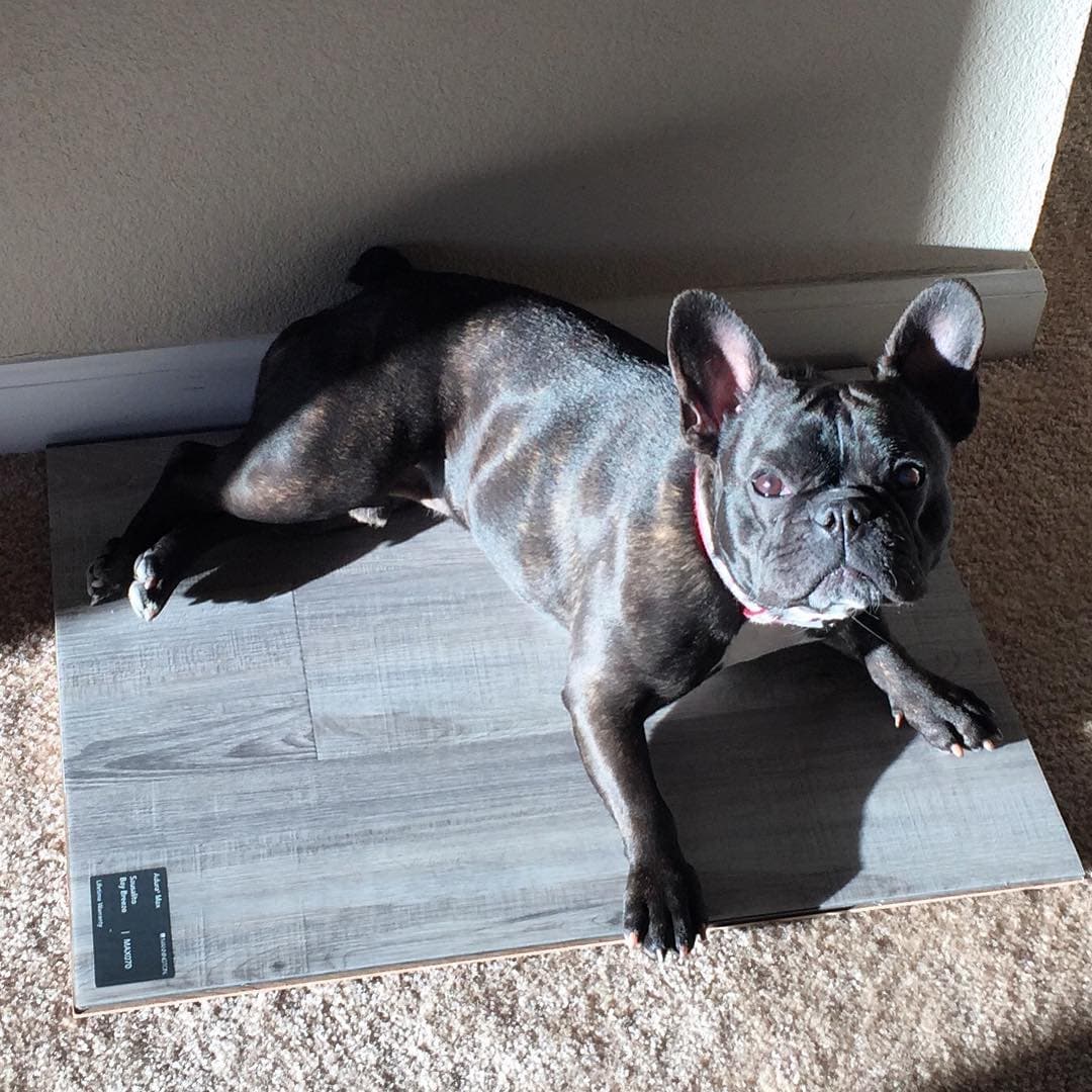 Blog Post Best-Flooring-for-People-with-Pets Image