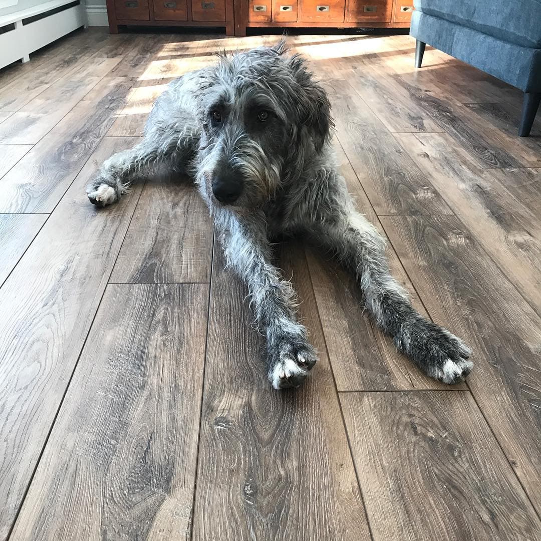 Blog Post Best-Flooring-for-People-with-Pets Image